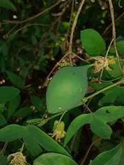 Passiflora eichleriana
