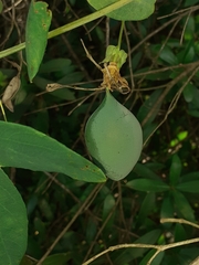 Passiflora eichleriana