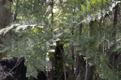 Cyathea australis