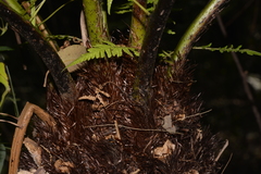 Cyathea australis