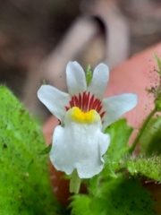 Nemesia deflexa