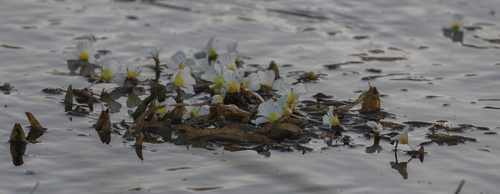 Ottelia kunenensis (Ottelia kunenensis)