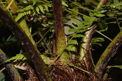 Cyathea australis