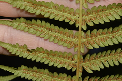 Cyathea australis
