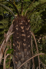 Cyathea australis