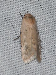 Leucocnemis perfundis