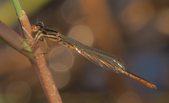 Agriocnemis victoria