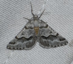 Macaria pallipennata