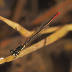 Agriocnemis victoria