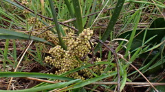 Lomandra multiflora dura