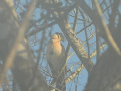 Micrastur semitorquatus