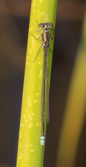 Pseudagrion deningi