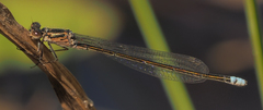 Pseudagrion deningi