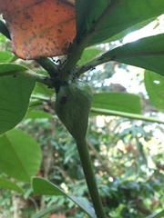 Cordia nodosa