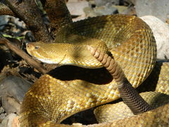 Crotalus basiliscus