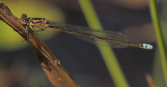 Pseudagrion deningi