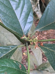 Cordia nodosa