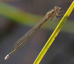 Pseudagrion deningi