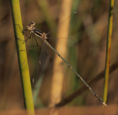 Lestes pinheyi