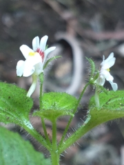 Nemesia deflexa