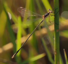 Lestes pinheyi