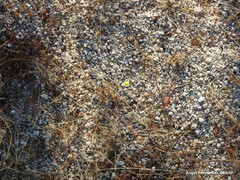 Ornithopus compressus