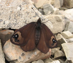 Percnodaimon merula