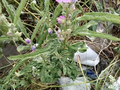 Sphaeralcea angustifolia