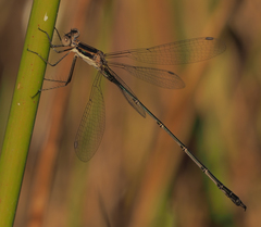 Lestes pinheyi