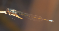 Pseudagrion deningi