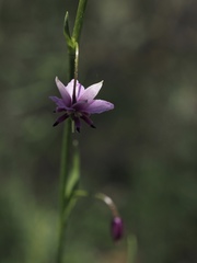 Arthropodium minus