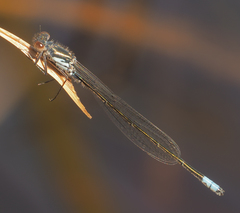 Pseudagrion deningi