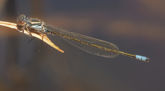 Pseudagrion deningi