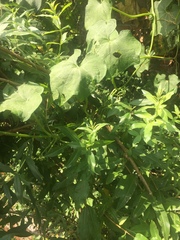 Aloysia citrodora