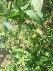 Aloysia citrodora