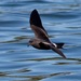 Leach's Storm-Petrel - Photo (c) pleasantbaymac, some rights reserved (CC BY-NC), uploaded by pleasantbaymac