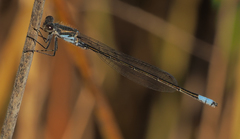 Pseudagrion deningi