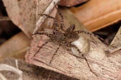 Pardosa