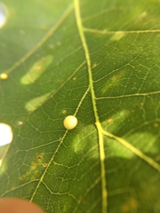 Zopheroteras hubbardi