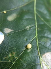 Zopheroteras hubbardi