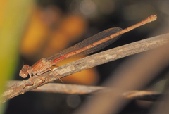Ceriagrion katamborae