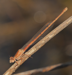 Ceriagrion katamborae