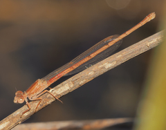 Ceriagrion katamborae