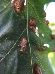 Callirhytis favosa