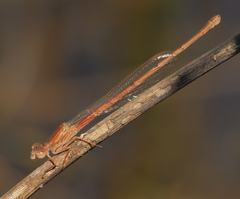 Ceriagrion katamborae