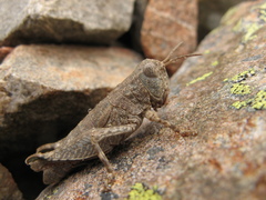 Brachaspis nivalis
