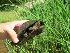 Kinosternon sonoriense