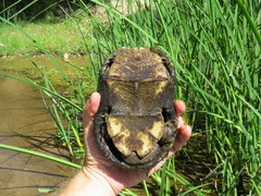 Kinosternon sonoriense