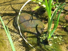 Kinosternon sonoriense