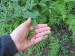 Helianthus glaucophyllus